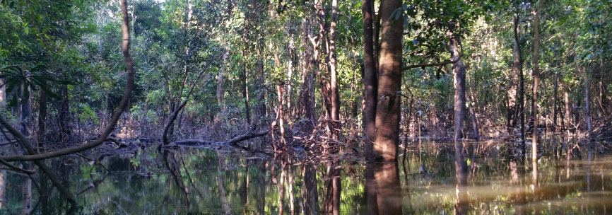 Amazon flooded forest.