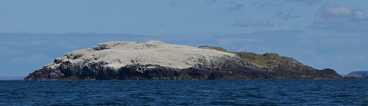 Northern Gannet colony on Grassholm Island, Wales