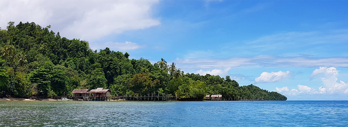 Waigeo Island forest