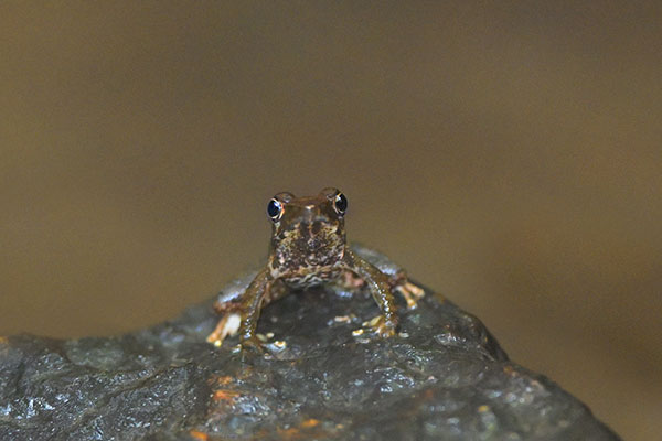 Beautiful  Dancing Frog (Micrixalus adonis) resting
