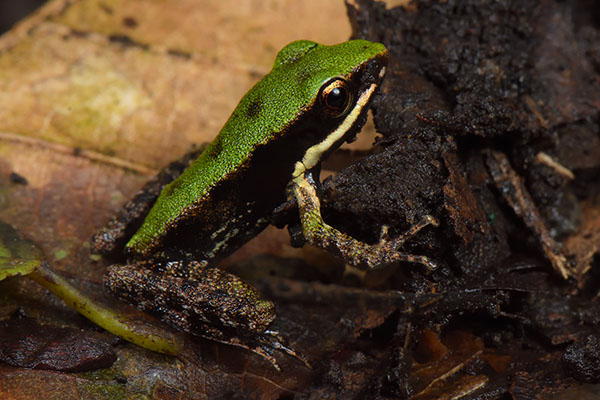 Hose's Frog (Odorrana hosii) in Gunugn Gede National Park