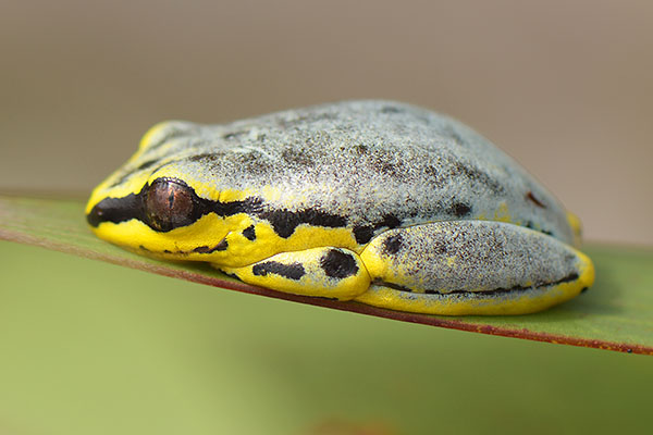 Spotted Madagascar Reed Frog (Heterixalus punctatus) on a leaf