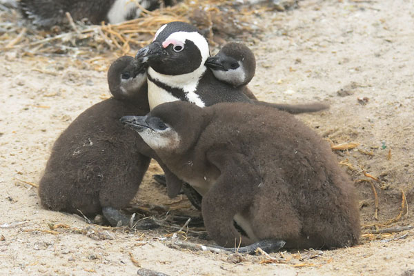 African penguin (Spheniscus demersus) in Cape of Good Hope Nature Reserve