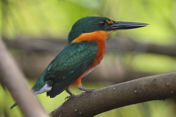 American Pygmy Kingfisher (Chloroceryle aenea) on Trinidad