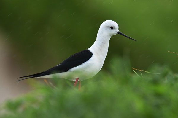 Black-winged Stilt (Himantopus himantopus)