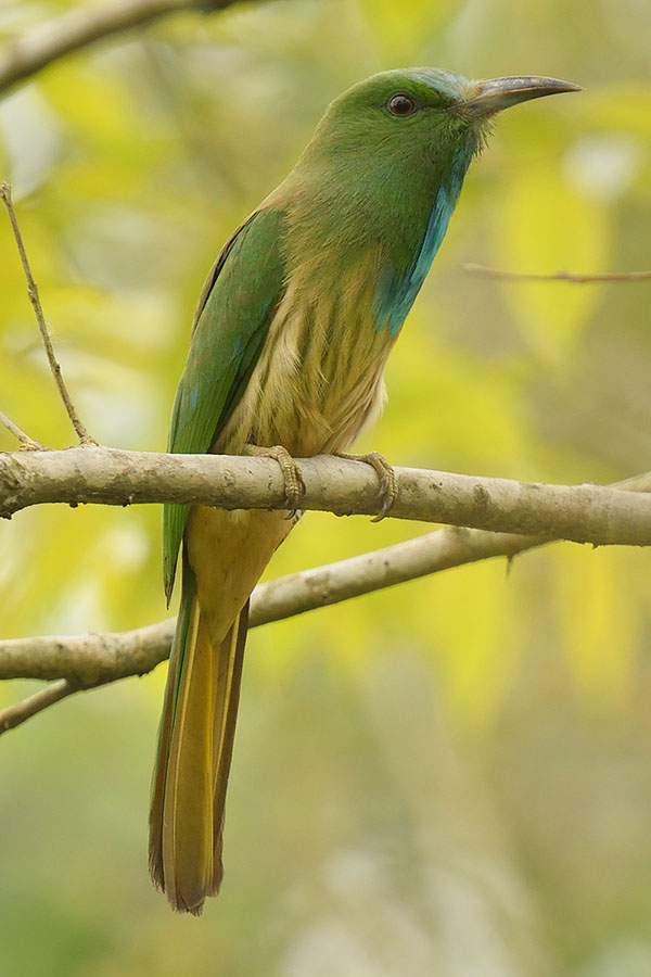 Blue-bearded Bee-eater (Nyctyornis athertoni)