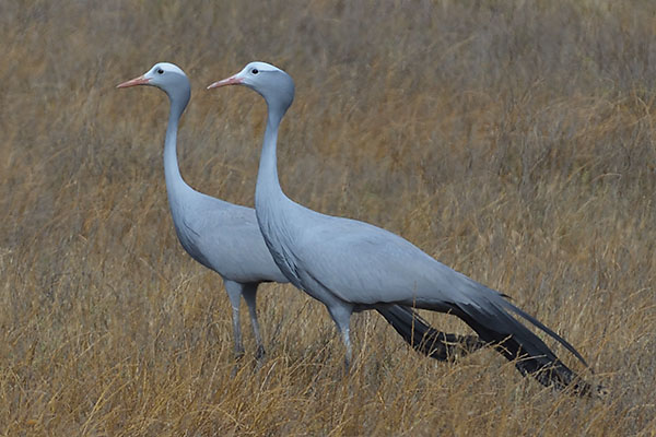 Pair of Blue Cranes (Grus paradisea) in De Hoop Reserve