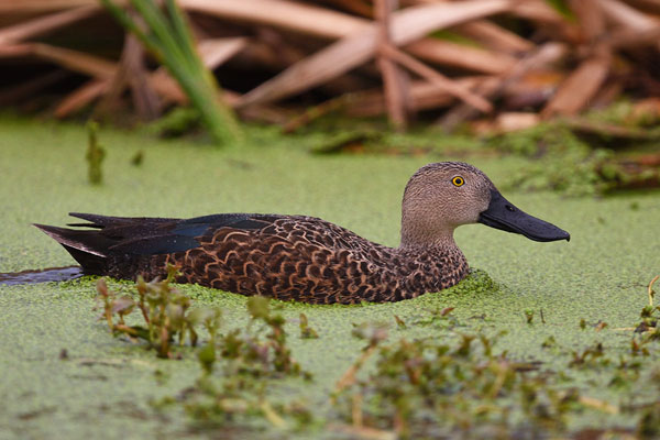 Male Cape Shoveler (Spatula smithii)