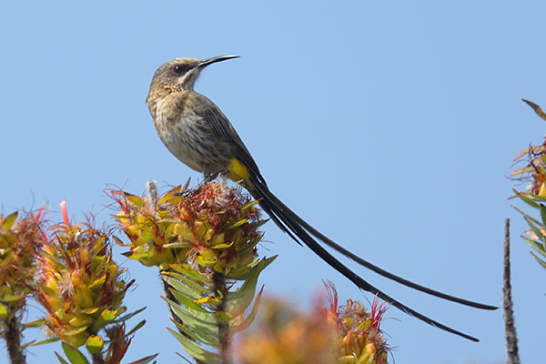 Male Cape Sugarbird (Promerops cafer)