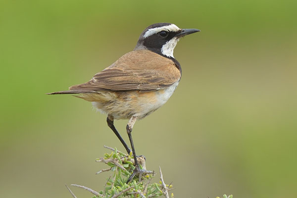 Capped Wheatear (Oenanthe pileata) in De Hoop Reserve