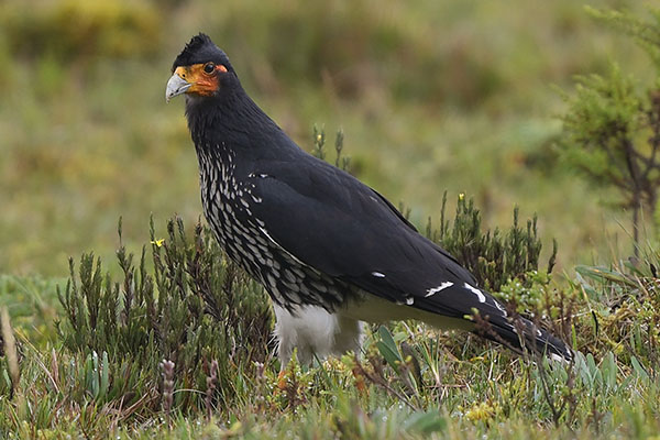 Carunculated Caracara (Phalcoboenus carunculatus) at Papallacta