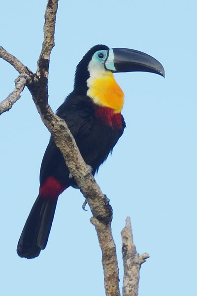 Channel-billed Toucan (Ramphastos vitellinus) on Trinidad