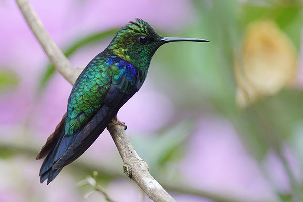 Crowned woodnymph (Thalurania colombica) 