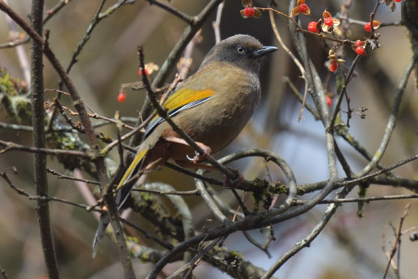 Elliot's Laughingthrush (Trochalopteron elliotii)
