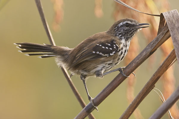 Sincora Antwren (Formicivora grantsaui) in Chapada Diamantina National Park