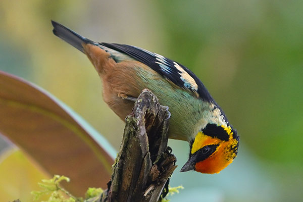 Flame-faced Tanager (Tangara parzudakii) in the cloud forest
