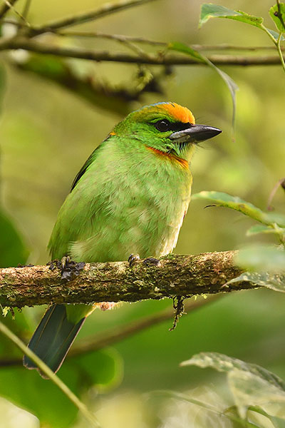 Flame-fronted Barbet (Psilopogon armillaris) in Gunung Gede National Park
