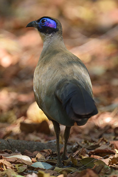 Giant Coua (Coua gigas) in the dry forest