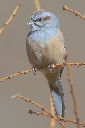 Godlewskis Bunting (Emberiza godlewskii)