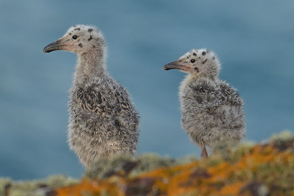 Great Black-backed Gull chicks (Larus marinus) in Wales