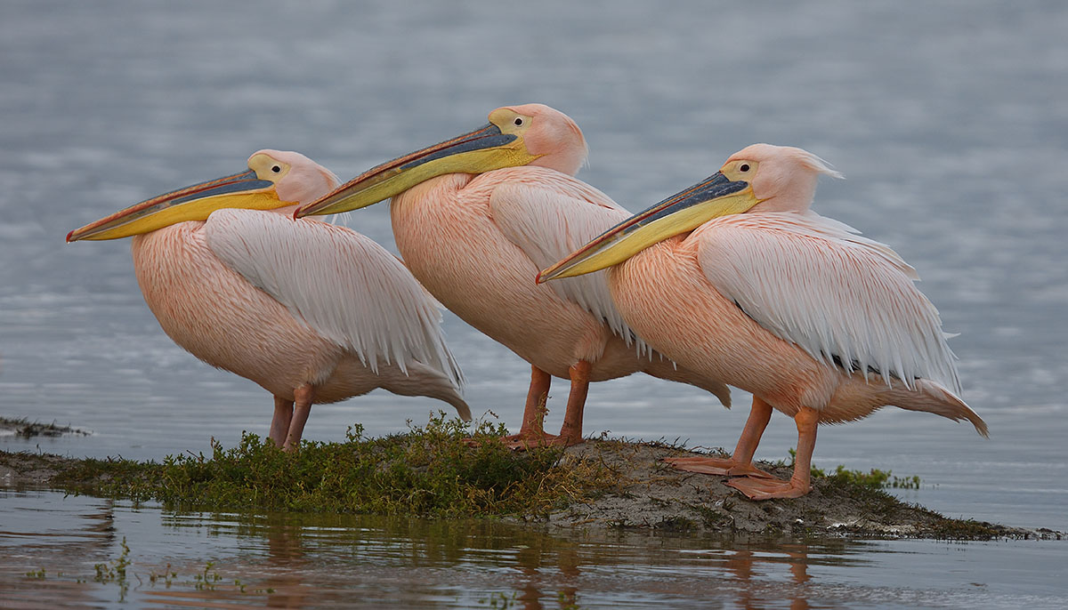 Three Great White Pelicans (Pelecanus onocrotalus) in South Africa