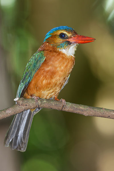Green-backed Kingfisher (Actenoides monachus) in Tangkoko National Park
