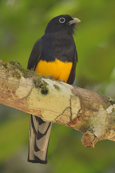 Green-backed Trogon (Trogon viridis) in Vale Natural Reserve