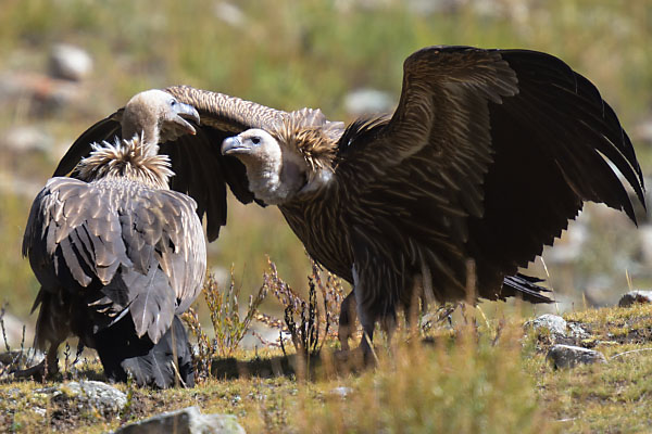 Immature Himalayan Griffon Vultures(Gyps himalayensis) fighting