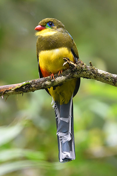 Javan Trogon (Apalharpactes reinwardtii) in Gunung Gede National Park