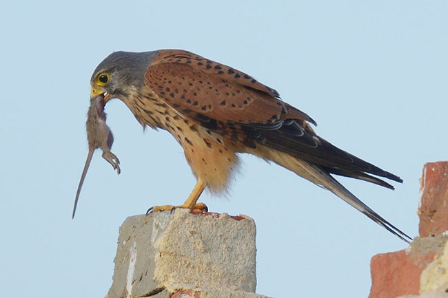 Common Kestrel (Falco tinnunculus) eating a rat