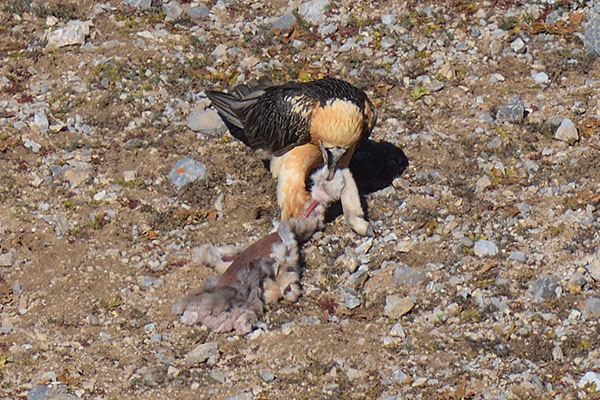 Lammergeier (Gypaetus barbatus)
