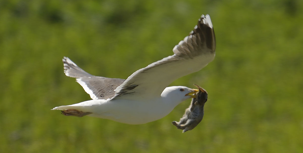 Lesser Black-backed Gull (Larus fuscus) with a young European Rabbit (Oryctolagus cuniculus) on Skomer Island