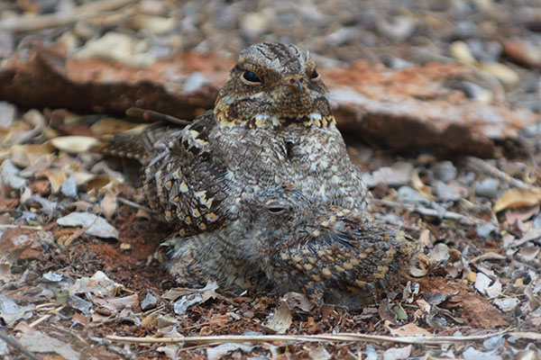 Madagascar nightjar (Caprimulgus madagascariensis) with chick