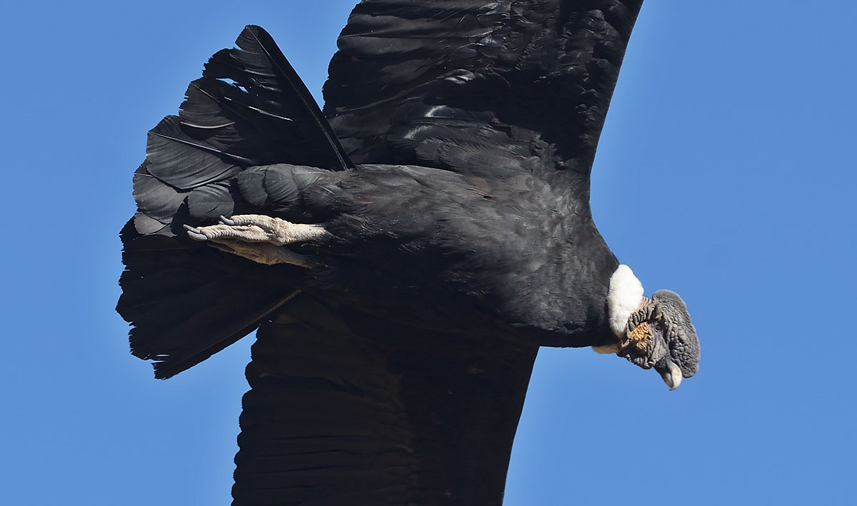 Photo of an Andean Condor (Vultur gryphus) up close Male Andean Condor (Vultur gryphus) close-up