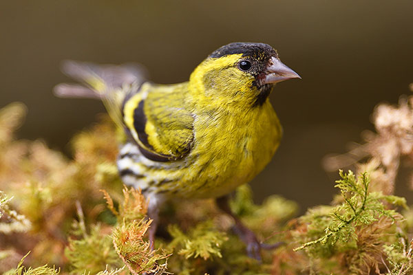 Eurasian Siskin (Spinus spinus) in Scotland