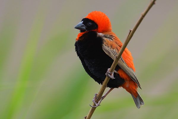 Male Southern Red Bishop (Euplectes orix) in Karoo National Park