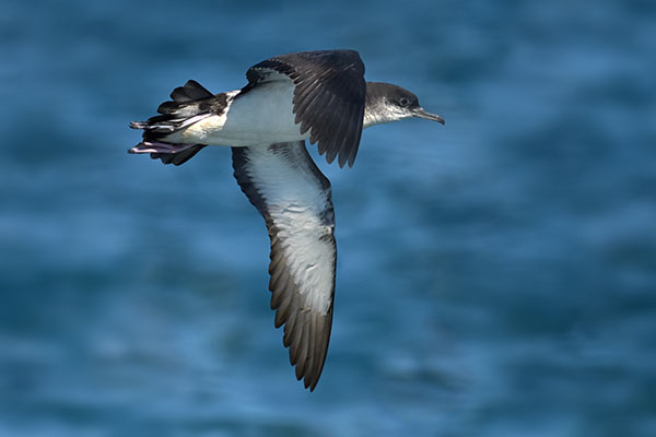 Manx Shearwater (Puffinus puffinus) off the Pembrokeshire coast