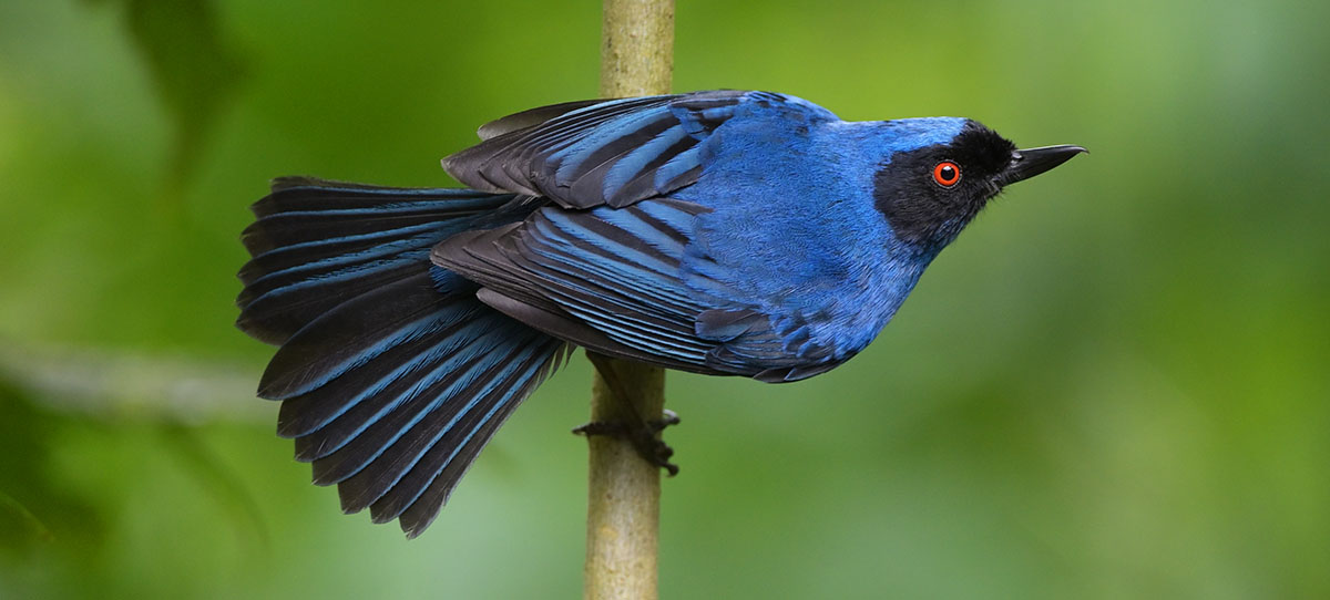 Masked Flowerpiercer (Diglossa cyanea) in the cloud forest
