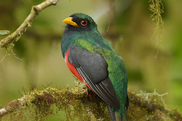 masked trogon (Trogon personatus)