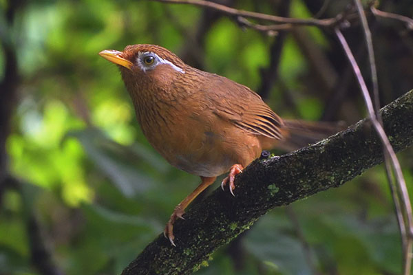 Melodious Laughingthrush (Garrulax canorus) on Mount Takao