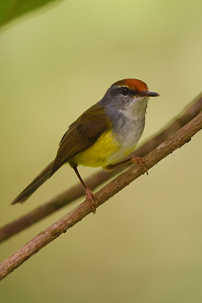 Mountain Tailorbird (Phyllergates cucullatus) in Gunugn Gede National Park