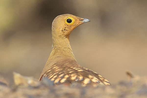 Namaqua Sandgrouse (Pterocles namaqua) in Tankwa Karoo National Park