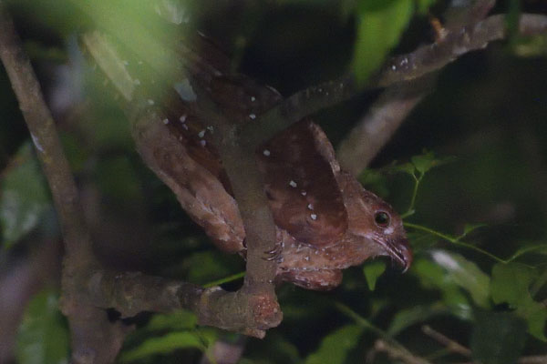 Oilbird (Steatornis caripensis) on Trinidad