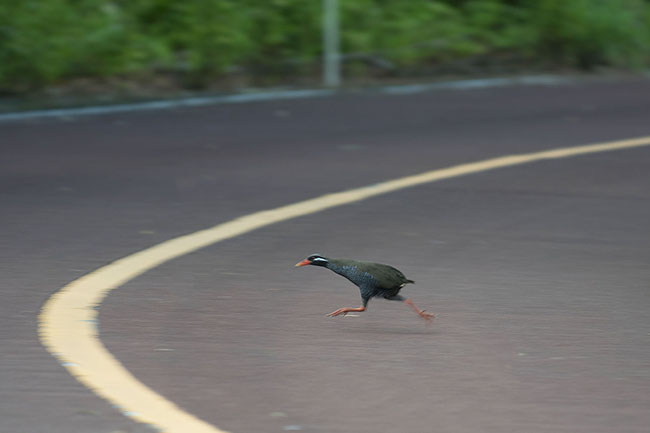 Photo of Okinawa Rail (Gallirallus okinawae) Okinawa Rail (Gallirallus okinawae) running across the road in Okinawa, Japan