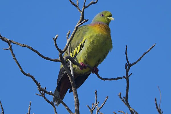 Orange-breasted Green Pigeon (Treron bicinctus) in Yala NP