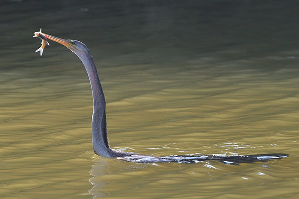 Oriental Darter (Anhinga melanogaster) in Yalla NP