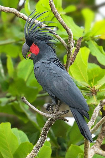 Palm Cockatoo (Probosciger aterrimus) on Waigeo Island