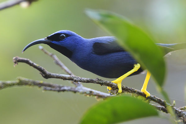 Purple Honeycreeper (Cyanerpes caeruleus) on Trinidad