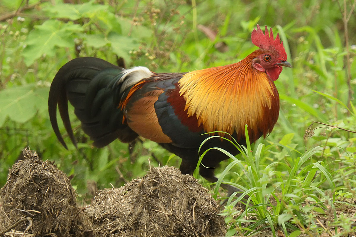 Red Junglefowl (Gallus gallus)