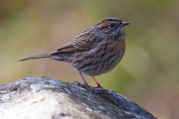 Rufous-breasted Accentor (Prunella strophiata)
